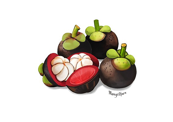 PSD 일러스트 건강 사람없음 여러개 건강식품 망고스틴 슈퍼푸드 디테일 국내일러스트 음식 다수 과일 파일형식