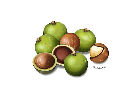 PSD 일러스트 건강 사람없음 여러개 껍질 건강식품 마카다미아 슈퍼푸드 디테일 국내일러스트 음식 다수 견과류 파일형식