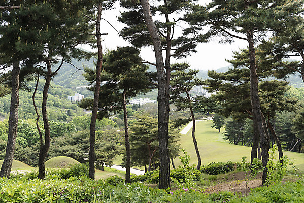 포토 JPG 주간 나무 한국전통 여행 유적지 풍경 사람없음 야외 관광지 봄 세계문화유산 문화재 역사 한국사 국내여행 사적지 무령왕릉 백제역사유적지구 송산리고분군 국내포토 자연요소 식물 전통 계절 고건축 한국 공주_충청남도 왕릉 파일형식