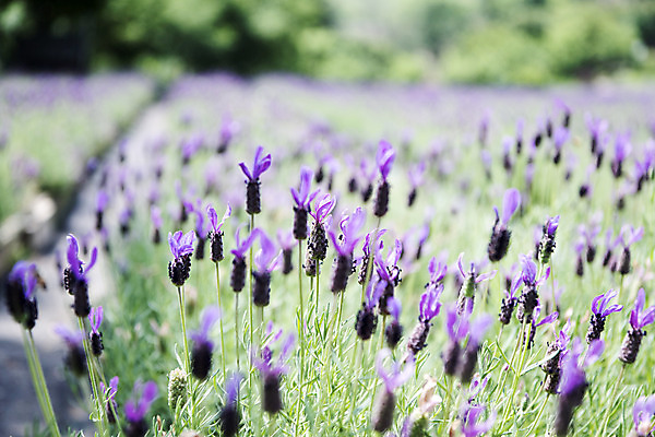 포토 JPG 주간 꽃밭 자연 풍경 근접촬영 사람없음 야외 아웃포커스 여름 봄 라벤더 싱그러움 연천 국내포토 자연요소 계절 꽃 뷰포인트 촬영기법 허브 생태계 경기도 파일형식