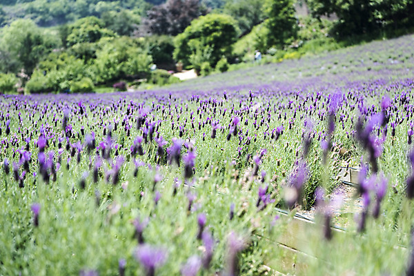포토 JPG 주간 꽃밭 자연 풍경 근접촬영 사람없음 야외 아웃포커스 여름 봄 라벤더 싱그러움 연천 국내포토 자연요소 계절 꽃 뷰포인트 촬영기법 허브 생태계 경기도 파일형식