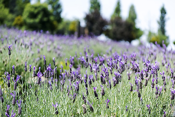 포토 JPG 주간 꽃밭 자연 풍경 근접촬영 사람없음 야외 아웃포커스 여름 봄 라벤더 싱그러움 연천 국내포토 자연요소 계절 꽃 뷰포인트 촬영기법 허브 생태계 경기도 파일형식
