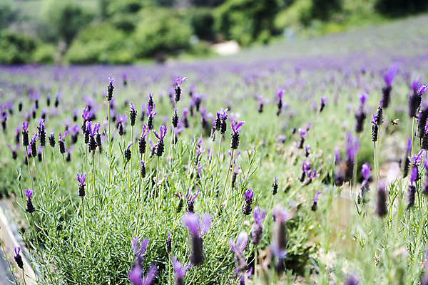 포토 JPG 주간 꽃밭 자연 풍경 근접촬영 사람없음 야외 아웃포커스 여름 봄 라벤더 싱그러움 연천 국내포토 자연요소 계절 꽃 뷰포인트 촬영기법 허브 생태계 경기도 파일형식