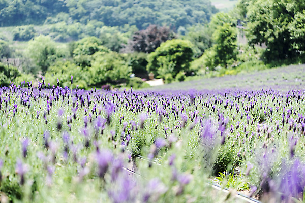 포토 JPG 주간 꽃밭 자연 풍경 근접촬영 사람없음 야외 아웃포커스 여름 봄 라벤더 싱그러움 연천 국내포토 자연요소 계절 꽃 뷰포인트 촬영기법 허브 생태계 경기도 파일형식
