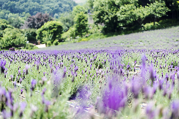 포토 JPG 주간 꽃밭 자연 풍경 근접촬영 사람없음 야외 아웃포커스 여름 봄 라벤더 싱그러움 연천 국내포토 자연요소 계절 꽃 뷰포인트 촬영기법 허브 생태계 경기도 파일형식