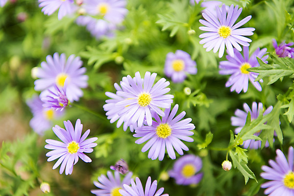 포토 JPG 주간 꽃밭 자연 풍경 근접촬영 사람없음 야외 아웃포커스 여름 봄 싱그러움 연천 블루데이지 국내포토 자연요소 계절 꽃 뷰포인트 촬영기법 생태계 경기도 파일형식