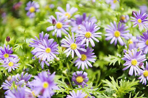 포토 JPG 주간 꽃밭 자연 풍경 근접촬영 사람없음 야외 아웃포커스 여름 봄 싱그러움 연천 블루데이지 국내포토 자연요소 계절 꽃 뷰포인트 촬영기법 생태계 경기도 파일형식