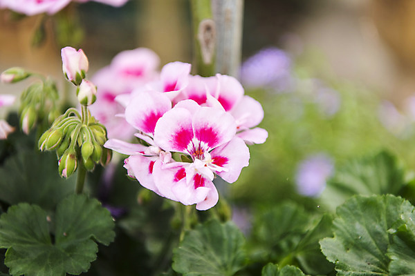 포토 JPG 주간 꽃밭 자연 풍경 근접촬영 사람없음 야외 아웃포커스 여름 봄 싱그러움 연천 피튜니아 국내포토 자연요소 계절 꽃 뷰포인트 촬영기법 생태계 경기도 파일형식