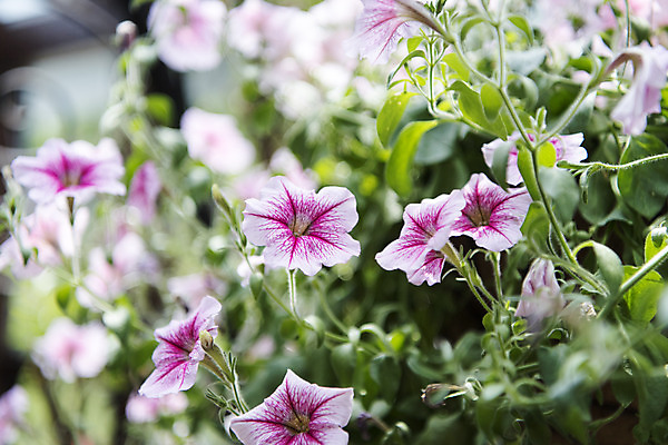 포토 JPG 주간 꽃밭 자연 풍경 근접촬영 사람없음 야외 아웃포커스 여름 봄 싱그러움 연천 피튜니아 국내포토 자연요소 계절 꽃 뷰포인트 촬영기법 생태계 경기도 파일형식