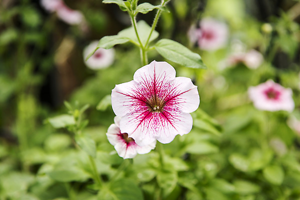 포토 JPG 주간 꽃밭 자연 풍경 근접촬영 사람없음 야외 아웃포커스 여름 봄 싱그러움 연천 피튜니아 국내포토 자연요소 계절 꽃 뷰포인트 촬영기법 생태계 경기도 파일형식