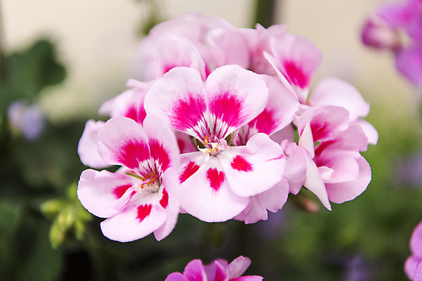 포토 JPG 주간 꽃밭 자연 풍경 근접촬영 사람없음 야외 아웃포커스 여름 봄 싱그러움 연천 피튜니아 국내포토 자연요소 계절 꽃 뷰포인트 촬영기법 생태계 경기도 파일형식