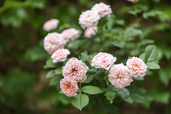 포토 JPG 주간 꽃밭 자연 풍경 근접촬영 사람없음 야외 아웃포커스 여름 장미 봄 싱그러움 연천 국내포토 자연요소 계절 꽃 뷰포인트 촬영기법 생태계 경기도 파일형식