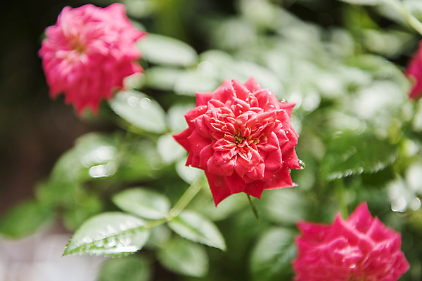 포토 JPG 주간 꽃밭 자연 풍경 근접촬영 사람없음 야외 아웃포커스 여름 장미 봄 싱그러움 연천 국내포토 자연요소 계절 꽃 뷰포인트 촬영기법 생태계 경기도 파일형식