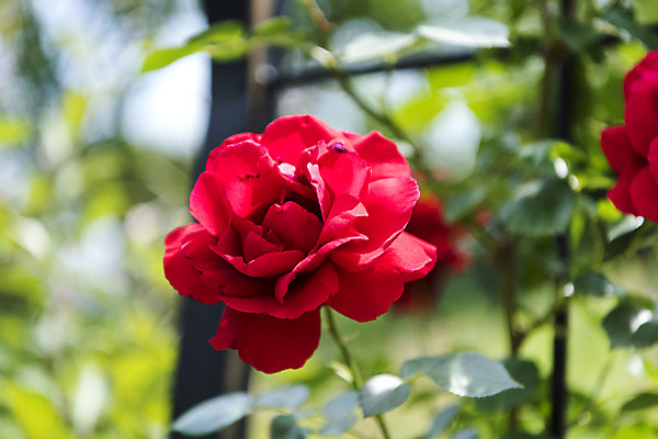 포토 JPG 주간 꽃밭 자연 풍경 근접촬영 사람없음 야외 아웃포커스 여름 장미 봄 싱그러움 연천 국내포토 자연요소 계절 꽃 뷰포인트 촬영기법 생태계 경기도 파일형식