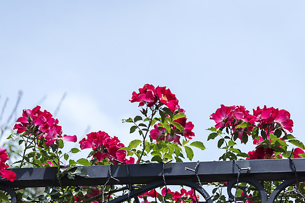 포토 JPG 주간 꽃밭 자연 풍경 근접촬영 사람없음 야외 여름 장미 봄 싱그러움 연천 국내포토 자연요소 계절 꽃 뷰포인트 생태계 경기도 파일형식