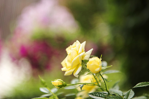 포토 JPG 주간 꽃밭 자연 풍경 근접촬영 사람없음 야외 아웃포커스 여름 장미 봄 싱그러움 연천 국내포토 자연요소 계절 꽃 뷰포인트 촬영기법 생태계 경기도 파일형식