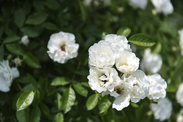 포토 JPG 주간 잎 꽃밭 자연 풍경 근접촬영 사람없음 야외 아웃포커스 여름 장미 봄 싱그러움 연천 국내포토 자연요소 식물 계절 꽃 뷰포인트 촬영기법 생태계 경기도 파일형식