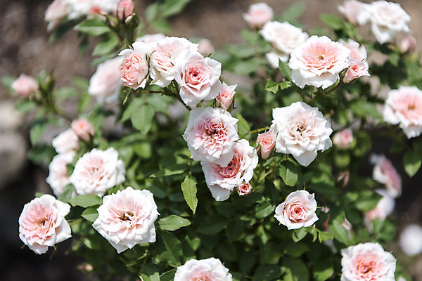 포토 JPG 주간 잎 꽃밭 자연 풍경 근접촬영 사람없음 야외 아웃포커스 여름 장미 봄 싱그러움 연천 국내포토 자연요소 식물 계절 꽃 뷰포인트 촬영기법 생태계 경기도 파일형식
