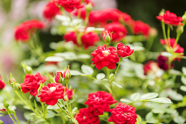 포토 JPG 주간 잎 꽃밭 자연 풍경 근접촬영 사람없음 야외 아웃포커스 여름 장미 봄 싱그러움 연천 국내포토 자연요소 식물 계절 꽃 뷰포인트 촬영기법 생태계 경기도 파일형식