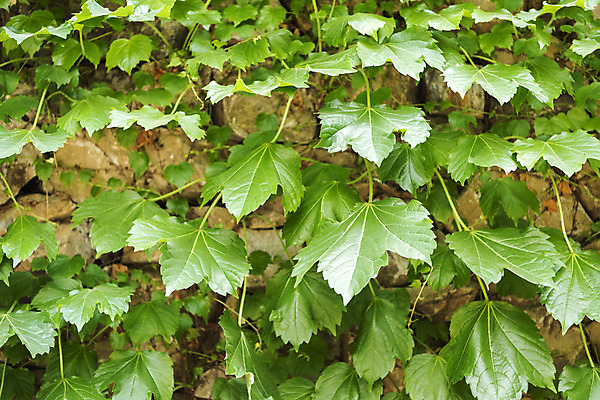 포토 JPG 주간 꽃밭 자연 풍경 근접촬영 사람없음 야외 여름 봄 돌단풍 싱그러움 연천 국내포토 자연요소 계절 꽃 뷰포인트 생태계 경기도 파일형식