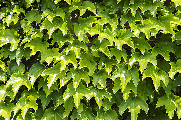 포토 JPG 주간 꽃밭 자연 풍경 근접촬영 사람없음 야외 여름 봄 돌단풍 싱그러움 연천 국내포토 자연요소 계절 꽃 뷰포인트 생태계 경기도 파일형식