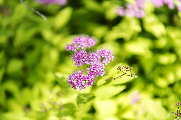 포토 JPG 주간 꽃밭 자연 풍경 근접촬영 사람없음 야외 아웃포커스 여름 봄 싱그러움 연천 큰꿩의비름 국내포토 자연요소 식물 계절 꽃 뷰포인트 촬영기법 생태계 경기도 파일형식