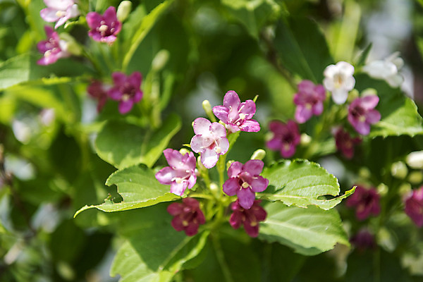 포토 JPG 주간 꽃밭 자연 풍경 근접촬영 사람없음 야외 아웃포커스 여름 봄 싱그러움 연천 병꽃나무 국내포토 자연요소 식물 계절 꽃 뷰포인트 촬영기법 생태계 경기도 파일형식