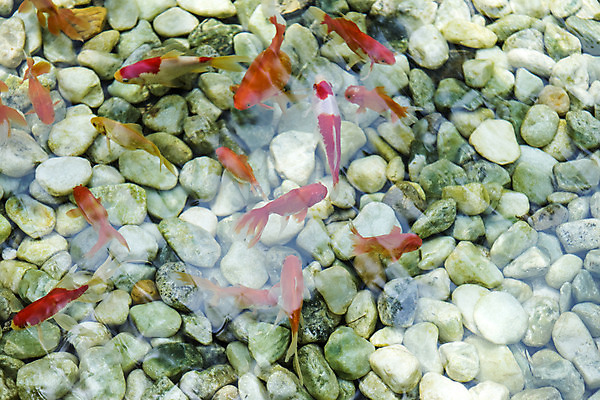 포토 JPG 주간 여러마리 자연 풍경 근접촬영 사람없음 야외 여름 봄 조약돌 금붕어 연천 국내포토 자연요소 계절 뷰포인트 다수 어류 돌_바위 생태계 경기도 파일형식