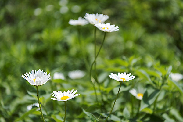 포토 JPG 주간 꽃밭 자연 국화 풍경 근접촬영 사람없음 야외 아웃포커스 여름 봄 싱그러움 연천 국내포토 자연요소 계절 꽃 뷰포인트 촬영기법 생태계 경기도 파일형식