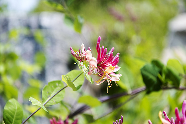 포토 JPG 주간 꽃밭 자연 풍경 근접촬영 사람없음 야외 아웃포커스 여름 봄 싱그러움 연천 인동덩굴 국내포토 자연요소 식물 계절 꽃 뷰포인트 촬영기법 생태계 경기도 파일형식