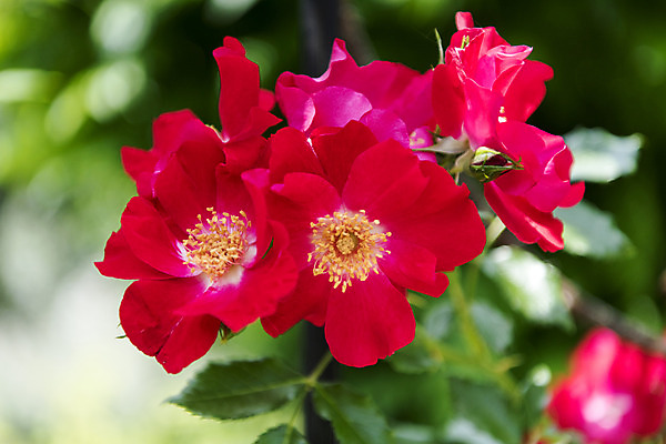 포토 JPG 주간 꽃밭 자연 풍경 근접촬영 사람없음 야외 아웃포커스 여름 봄 싱그러움 해당화 연천 국내포토 자연요소 계절 꽃 뷰포인트 촬영기법 생태계 경기도 파일형식