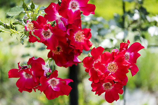 포토 JPG 주간 꽃밭 자연 풍경 근접촬영 사람없음 야외 아웃포커스 여름 봄 싱그러움 해당화 연천 국내포토 자연요소 계절 꽃 뷰포인트 촬영기법 생태계 경기도 파일형식