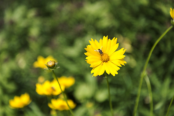 포토 JPG 주간 한마리 꽃밭 자연 풍경 근접촬영 사람없음 야외 아웃포커스 여름 봄 벌 거베라 싱그러움 연천 국내포토 자연요소 1 계절 꽃 뷰포인트 곤충 촬영기법 생태계 경기도 파일형식