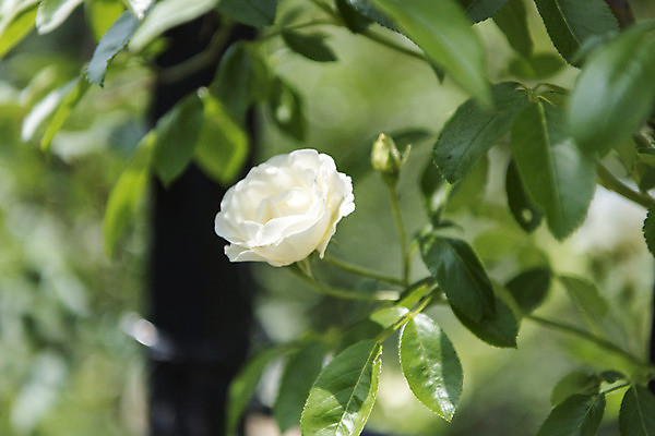 포토 JPG 주간 잎 꽃밭 자연 풍경 근접촬영 사람없음 야외 아웃포커스 여름 장미 봄 싱그러움 연천 국내포토 자연요소 식물 계절 꽃 뷰포인트 촬영기법 생태계 경기도 파일형식