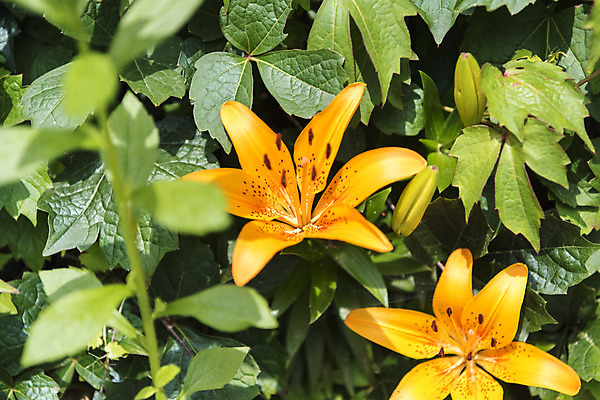 포토 JPG 주간 잎 꽃밭 자연 풍경 근접촬영 사람없음 야외 아웃포커스 여름 봄 싱그러움 하늘말나리 연천 국내포토 자연요소 식물 계절 꽃 뷰포인트 촬영기법 생태계 경기도 파일형식