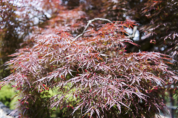 포토 JPG 주간 단풍 꽃밭 자연 풍경 근접촬영 사람없음 야외 여름 봄 싱그러움 연천 국내포토 자연요소 계절 꽃 뷰포인트 잎 생태계 경기도 파일형식