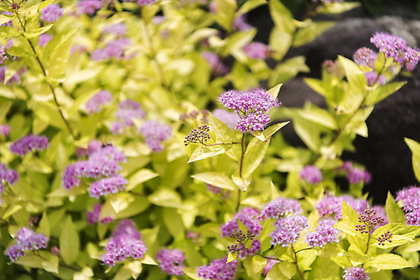 포토 JPG 주간 잎 꽃밭 자연 풍경 근접촬영 사람없음 야외 아웃포커스 여름 봄 싱그러움 연천 큰꿩의비름 국내포토 자연요소 식물 계절 꽃 뷰포인트 촬영기법 생태계 경기도 파일형식