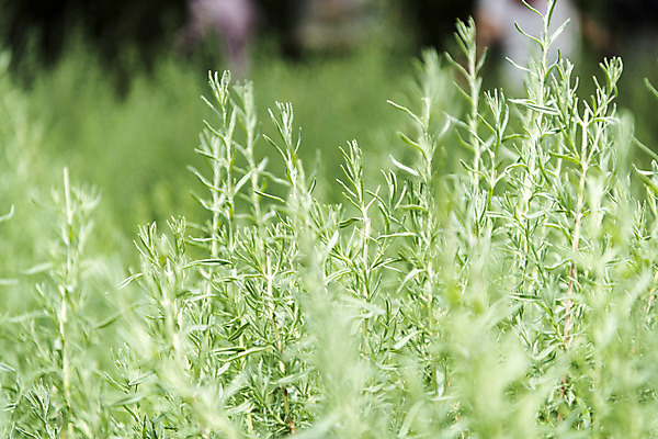 포토 JPG 주간 꽃밭 자연 풍경 근접촬영 사람없음 야외 아웃포커스 여름 봄 허브 로즈메리 싱그러움 연천 국내포토 자연요소 식물 계절 꽃 뷰포인트 촬영기법 생태계 경기도 파일형식