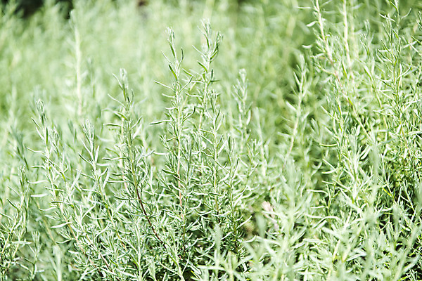 포토 JPG 주간 꽃밭 자연 풍경 근접촬영 사람없음 야외 여름 봄 허브 로즈메리 싱그러움 연천 국내포토 자연요소 식물 계절 꽃 뷰포인트 생태계 경기도 파일형식