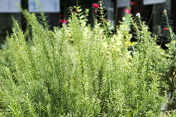 포토 JPG 주간 꽃밭 자연 풍경 근접촬영 사람없음 야외 여름 봄 허브 로즈메리 싱그러움 연천 국내포토 자연요소 식물 계절 꽃 뷰포인트 생태계 경기도 파일형식
