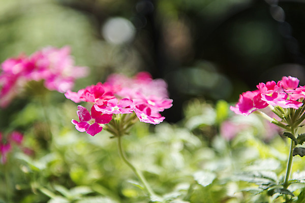 포토 JPG 주간 꽃밭 자연 풍경 근접촬영 사람없음 야외 아웃포커스 여름 봄 싱그러움 찔레꽃 연천 국내포토 자연요소 계절 꽃 뷰포인트 촬영기법 생태계 경기도 파일형식