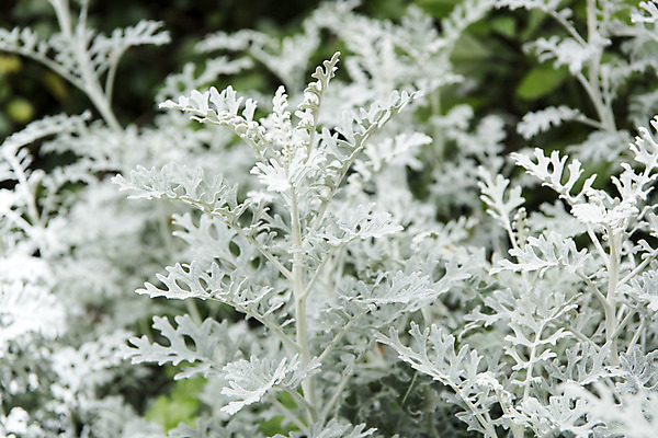 포토 JPG 주간 꽃밭 자연 풍경 근접촬영 사람없음 야외 여름 봄 싱그러움 백묘국 연천 국내포토 자연요소 식물 계절 꽃 뷰포인트 생태계 경기도 파일형식