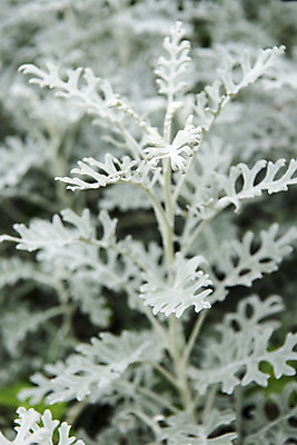 포토 JPG 주간 꽃밭 자연 풍경 근접촬영 사람없음 야외 여름 봄 싱그러움 백묘국 연천 국내포토 자연요소 식물 계절 꽃 뷰포인트 생태계 경기도 파일형식