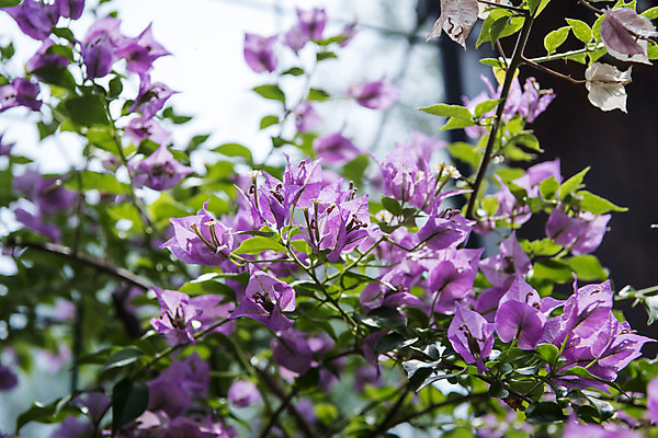 포토 JPG 주간 꽃밭 자연 풍경 근접촬영 사람없음 야외 아웃포커스 여름 봄 싱그러움 연천 국내포토 자연요소 계절 꽃 뷰포인트 촬영기법 생태계 경기도 파일형식