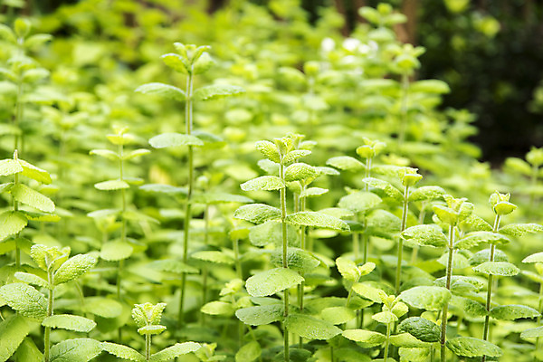 포토 JPG 주간 잎 꽃밭 자연 풍경 근접촬영 사람없음 야외 여름 봄 허브 싱그러움 애플민트 연천 국내포토 자연요소 식물 계절 꽃 뷰포인트 민트 생태계 경기도 파일형식