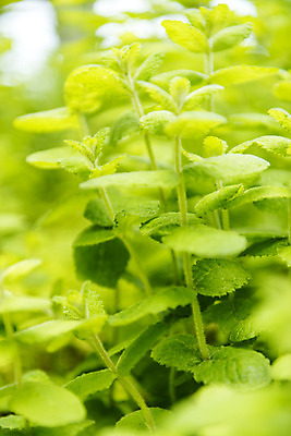 포토 JPG 주간 잎 꽃밭 자연 풍경 근접촬영 사람없음 야외 여름 봄 허브 싱그러움 애플민트 연천 국내포토 자연요소 식물 계절 꽃 뷰포인트 민트 생태계 경기도 파일형식