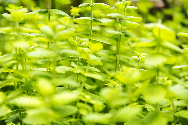 포토 JPG 주간 잎 꽃밭 자연 풍경 근접촬영 사람없음 야외 여름 봄 허브 싱그러움 애플민트 연천 국내포토 자연요소 식물 계절 꽃 뷰포인트 민트 생태계 경기도 파일형식
