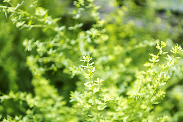 포토 JPG 주간 꽃밭 자연 풍경 근접촬영 사람없음 야외 아웃포커스 여름 봄 싱그러움 연천 탑사철 국내포토 자연요소 식물 계절 꽃 뷰포인트 촬영기법 생태계 경기도 파일형식