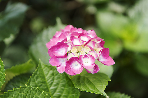 포토 JPG 주간 잎 꽃밭 자연 풍경 근접촬영 사람없음 야외 아웃포커스 여름 봄 수국 싱그러움 연천 국내포토 자연요소 식물 계절 꽃 뷰포인트 촬영기법 생태계 경기도 파일형식