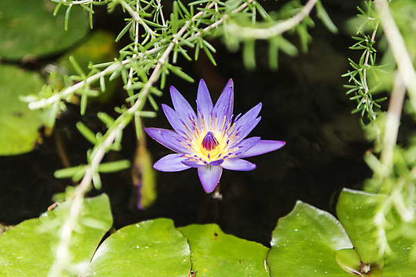 포토 JPG 주간 잎 꽃밭 자연 연꽃 풍경 근접촬영 사람없음 야외 아웃포커스 여름 봄 연못 싱그러움 연천 국내포토 자연요소 식물 계절 꽃 뷰포인트 촬영기법 생태계 경기도 파일형식
